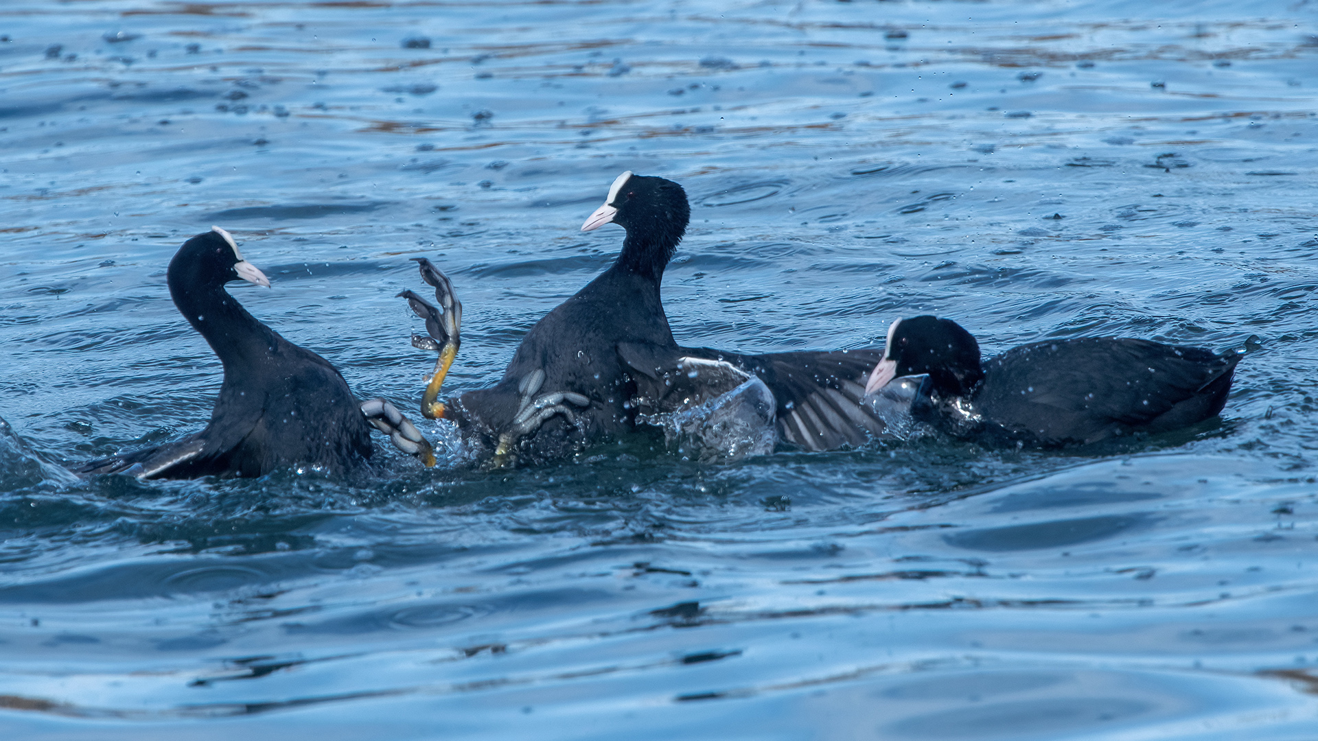 Eurasian Coot